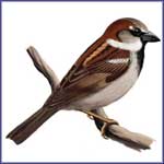 Sparrow